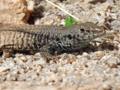 Aspidoscelis tigris tigris