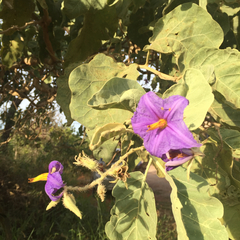 Solanum lycocarpum