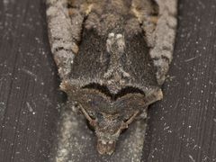 Parabagrotis insularis