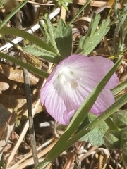 Sidalcea glaucescens