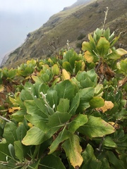 Munzothamnus blairii
