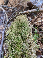 Cladonia maxima