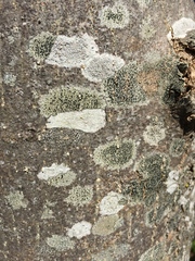 Lecanora carpinea image