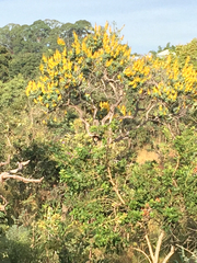 Vochysia thyrsoidea