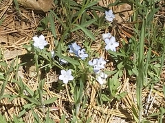 Nemophila menziesii