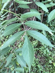 Sambucus canadensis