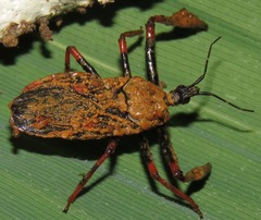 Amauroclopius