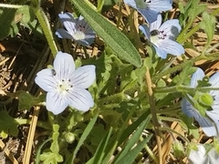 Nemophila menziesii