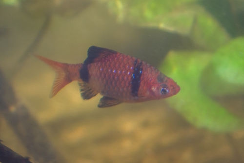 Bandula-barbeel (Pethia bandula) — Cyprinidae