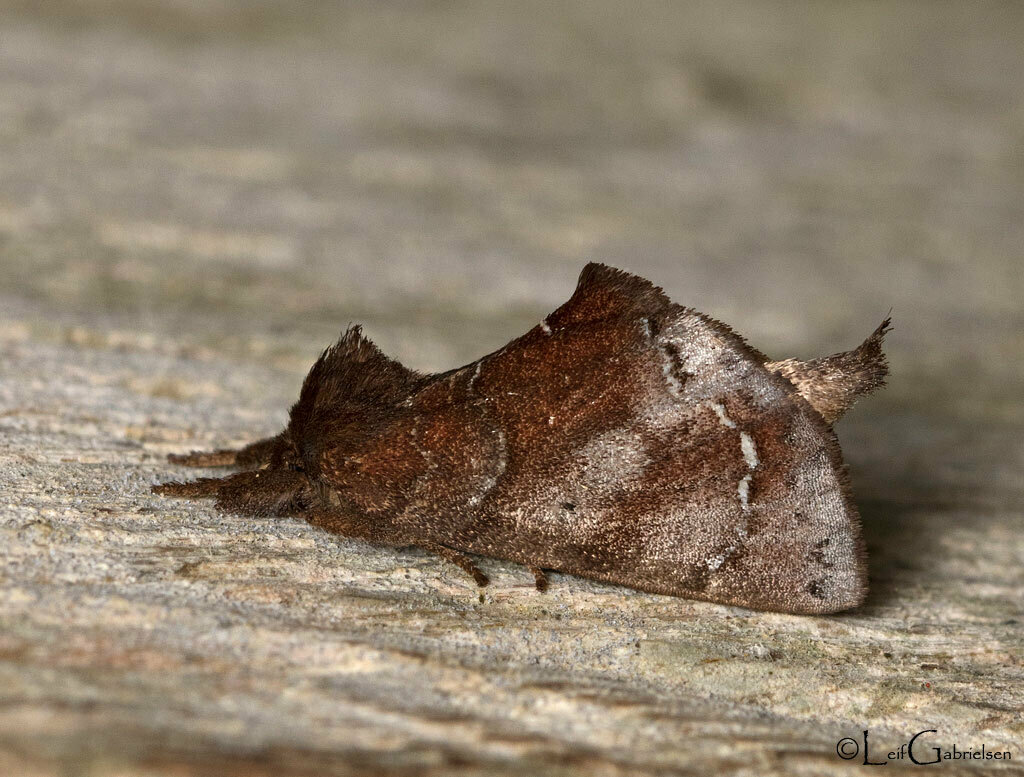 Micromelalopha