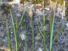 Carex sylvatica