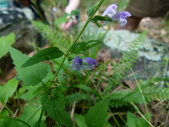 Scutellaria saxatilis