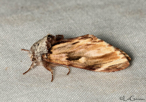 Neopheosia fasciata (Moore, 1888)