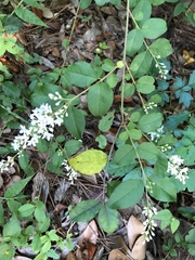 Ligustrum sinense