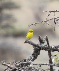 Crithagra dorsostriata