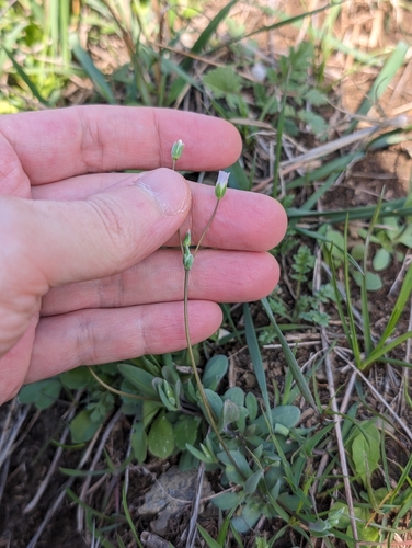 burinka okolíkatá (Holosteum umbellatum)