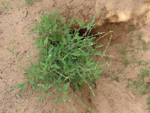 Image of Oxygonum alatum by no rights reserved
