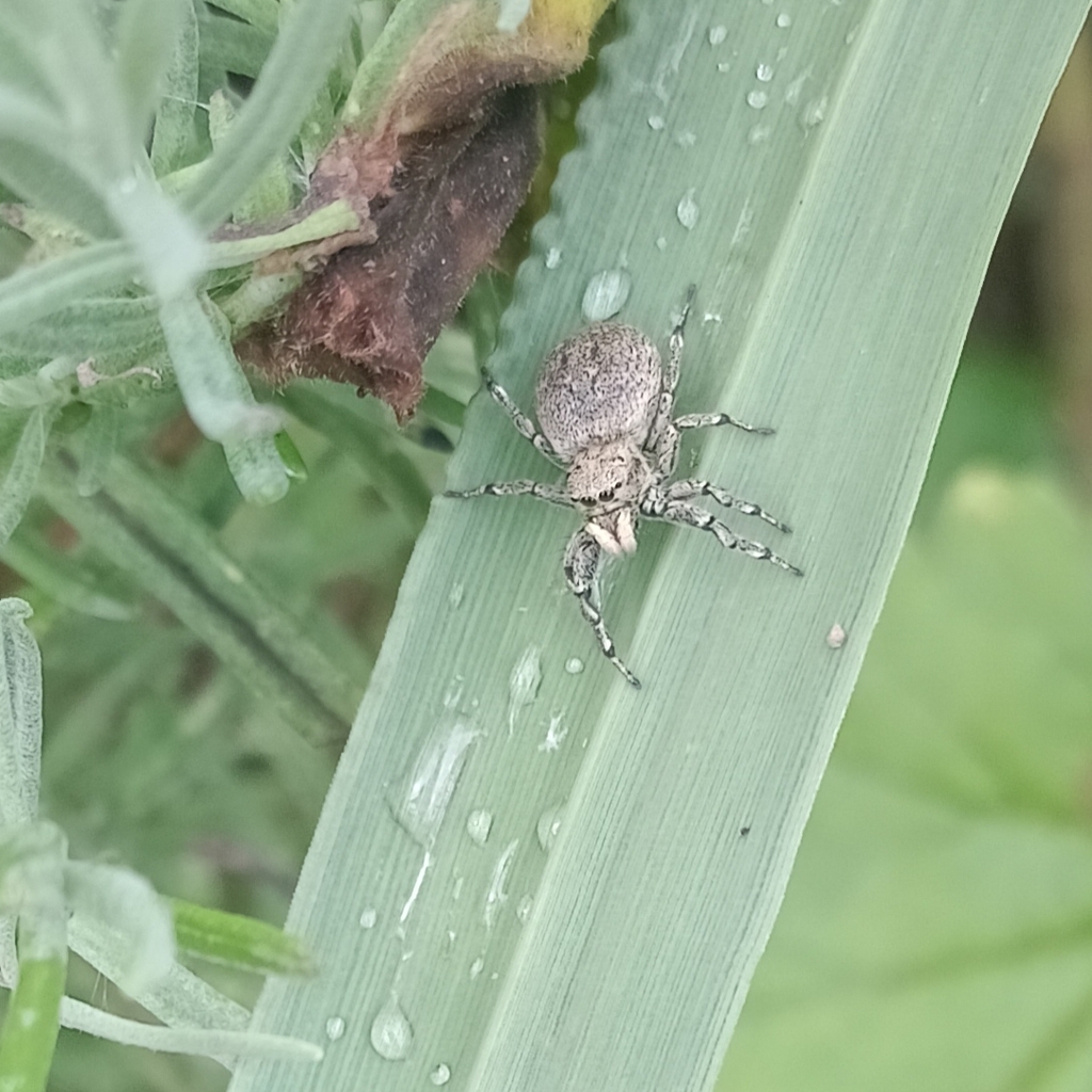Letsatsi Insect Transvaal sun jumping spider from Hilton Gardens, Hilton, 3201, South ...