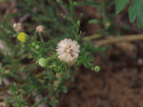 Image of Nolletia arenosa by no rights reserved