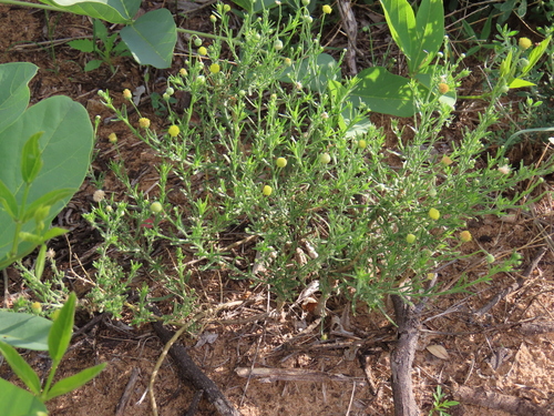 Image of Nolletia arenosa by no rights reserved