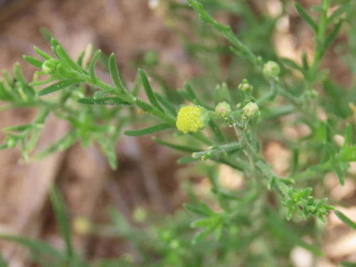 Image of Nolletia arenosa by no rights reserved