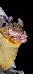 Image of Lampronycteris brachyotis