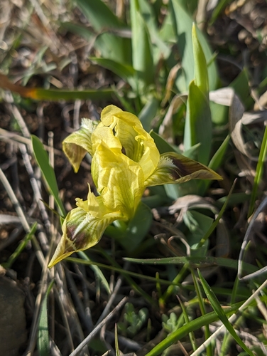 kosatec nízky (Iris pumila)