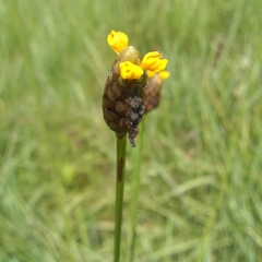 Xyridaceae