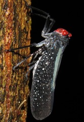 Lystra lanata
