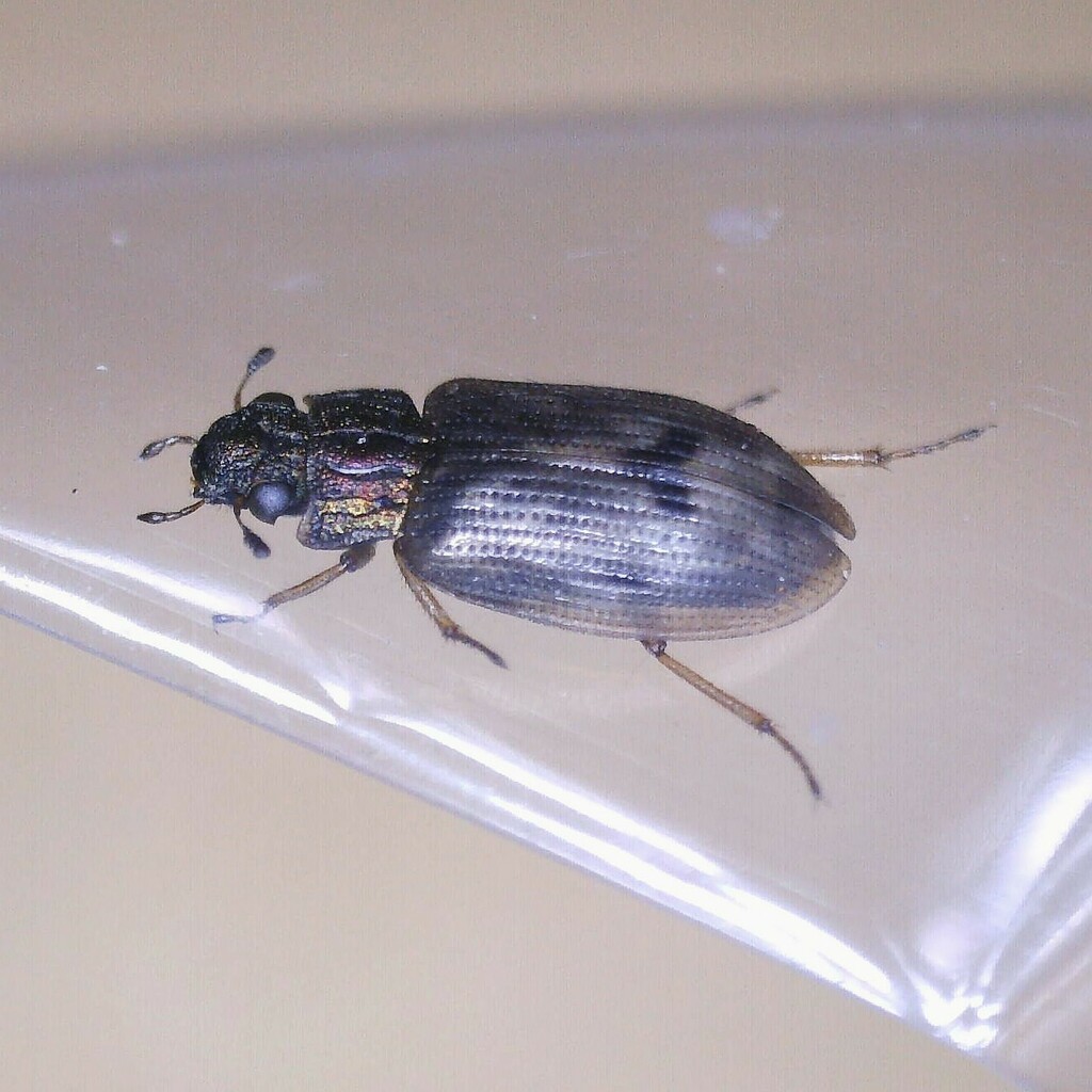 Helophorus brevipalpis