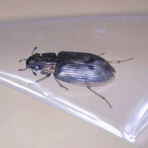 Helophorus brevipalpis