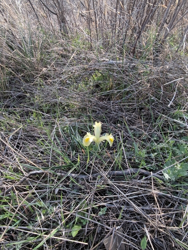 Iris caucasica, photograph 3