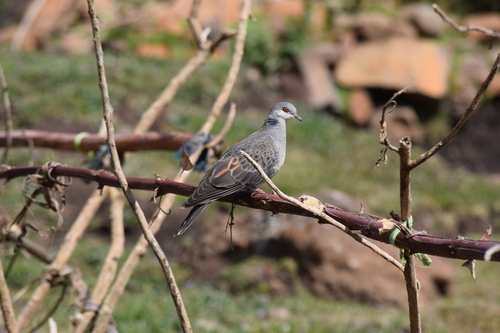 Dusky Turtle-Dove
