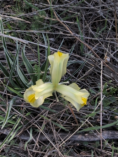Iris caucasica, photograph 5