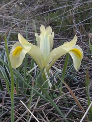 Iris caucasica, photograph (c) Mikhail Morozov, some rights reserved (CC BY)