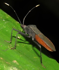 Leptoscelis flaviventris