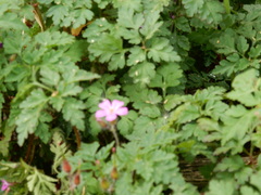 Geranium robertianum