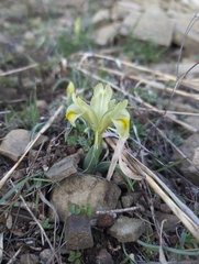 Iris caucasica