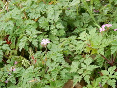 Geranium robertianum