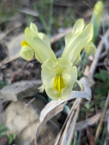 Iris caucasica, photograph 2