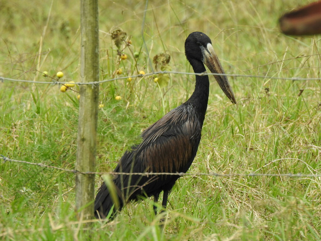 Mainland African Openbill from Amathole District Municipality, South ...