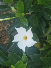 Trachelospermum jasminoides