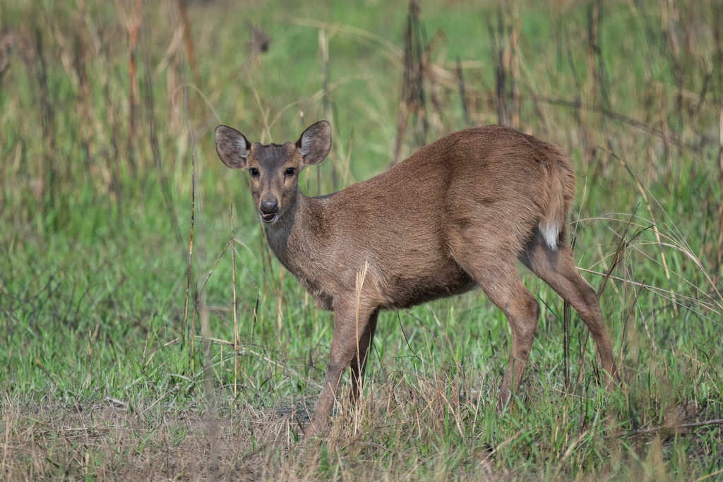 Axis porcinus porcinus, Assam, IN, by adit