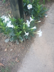 Trachelospermum jasminoides
