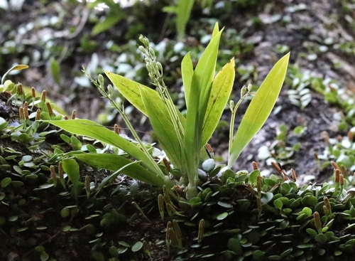 Liparis bootanensis iNat (3)