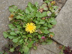 Taraxacum officinale