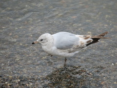 Larus delawarensis