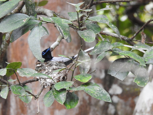 African Paradise-Flycatcher