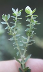 Gnidia sericea