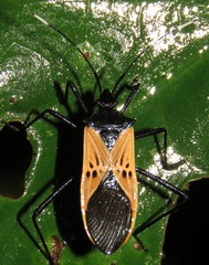 Leptoscelis limbativentris